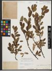 Foto von Salix waldsteiniana Willd.